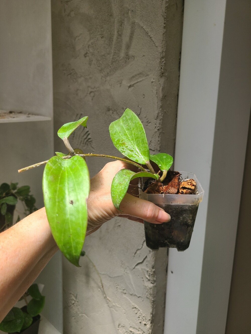 **SOLD**Hoya Merrillii Longleaf - Picture 4 of 4